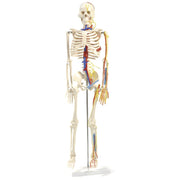 HeineScientific Anatomical Skeleton Model with Nerves and Blood Vessels