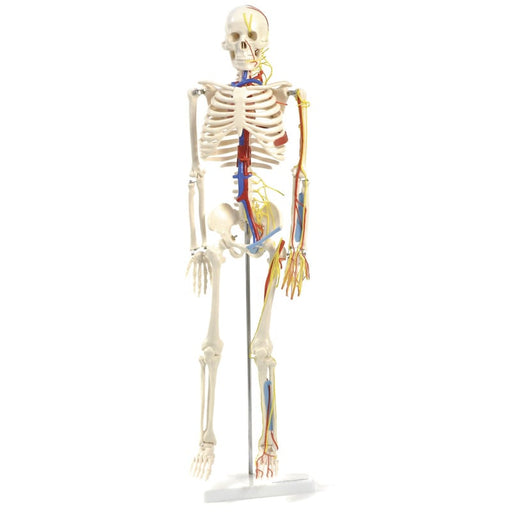 HeineScientific Anatomical Skeleton Model with Nerves and Blood Vessels