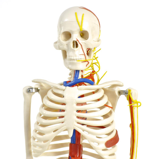 HeineScientific Anatomical Skeleton Model with Nerves and Blood Vessels
