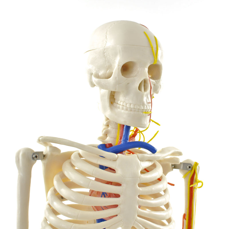 HeineScientific Anatomical Skeleton Model with Nerves and Blood Vessels