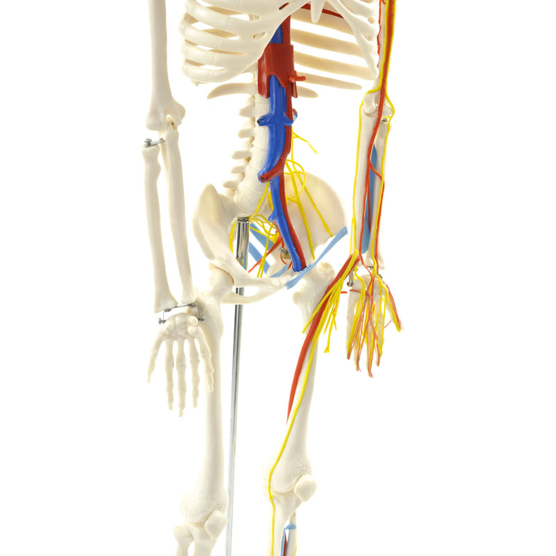 HeineScientific Anatomical Skeleton Model with Nerves and Blood Vessels
