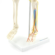 HeineScientific Anatomical Skeleton Model with Nerves and Blood Vessels