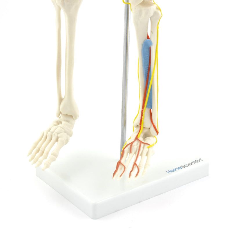 HeineScientific Anatomical Skeleton Model with Nerves and Blood Vessels