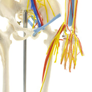 HeineScientific Anatomical Skeleton Model with Nerves and Blood Vessels