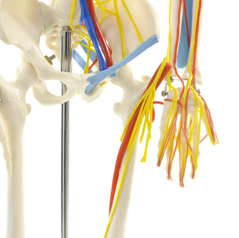 HeineScientific Anatomical Skeleton Model with Nerves and Blood Vessels