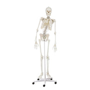 Erler-Zimmer Skeleton Hugo Anatomical Model with Flexible Spine