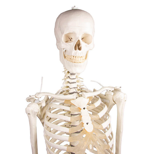 Erler-Zimmer Skeleton Hugo Anatomical Model with Flexible Spine