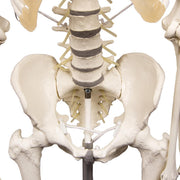 Erler-Zimmer Skeleton Hugo Anatomical Model with Flexible Spine