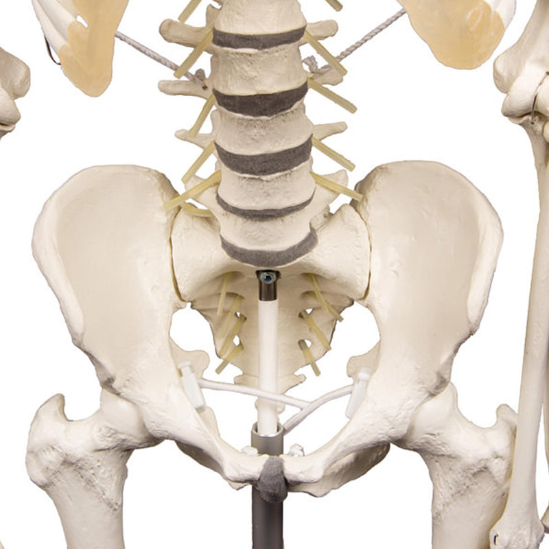Erler-Zimmer Skeleton Hugo Anatomical Model with Flexible Spine