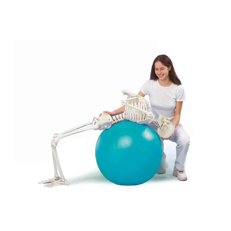 Erler-Zimmer Skeleton Hugo Anatomical Model with Flexible Spine