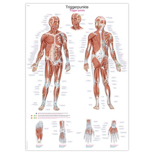 Erler-Zimmer Triggerpoints Wall Chart