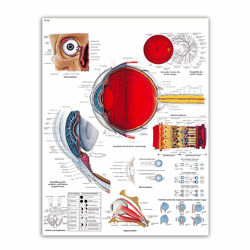 3B Scientific Human Eye Wall Chart