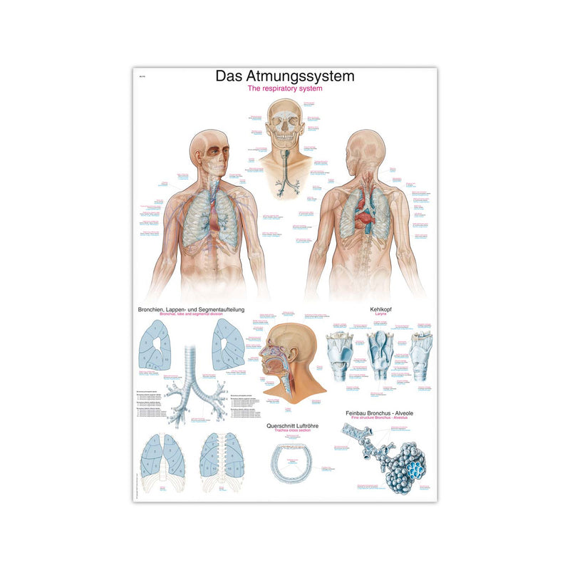 Erler-Zimmer Respiratory System Wall Chart