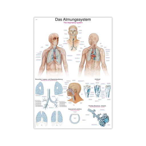Erler-Zimmer Respiratory System Wall Chart