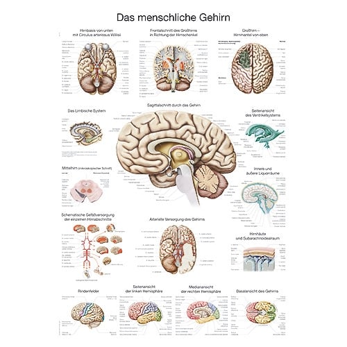 Erler-Zimmer Brain Wall Chart with Metal Frames