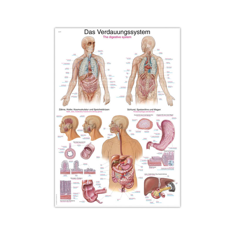 Erler-Zimmer Digestive System Wall Chart