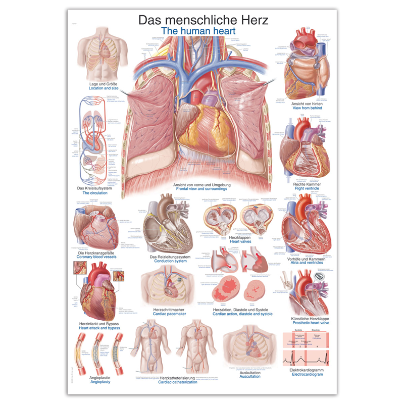 Erler-Zimmer Human Heart Wall Chart