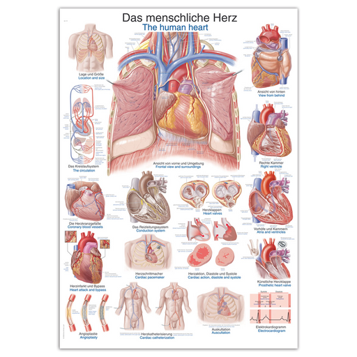 Erler-Zimmer Human Heart Wall Chart