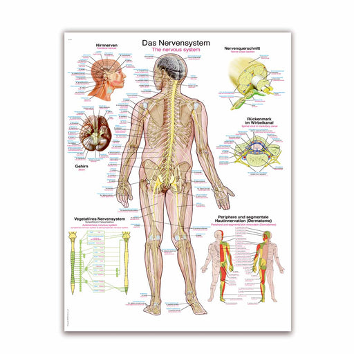 Erler-Zimmer Nervous System Wall Chart