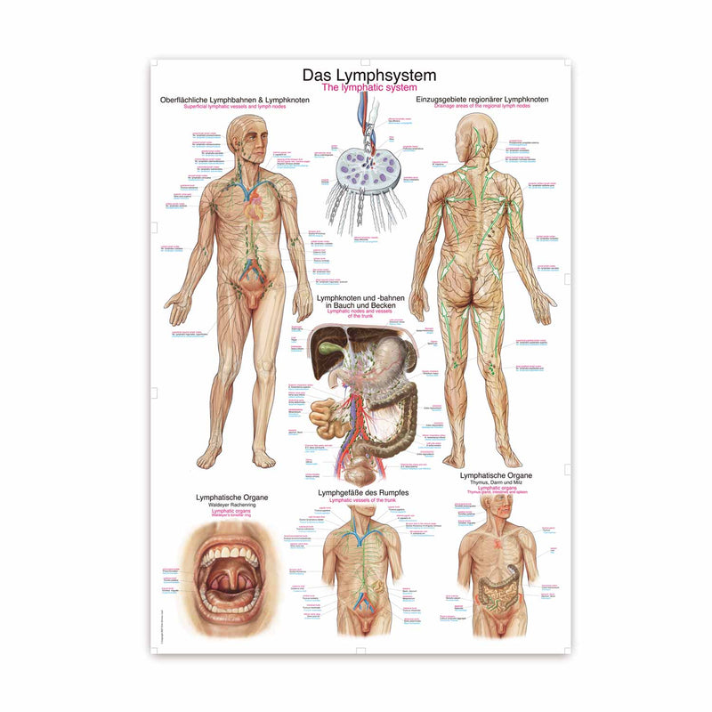 Erler-Zimmer The Lymphatic System Wall Chart