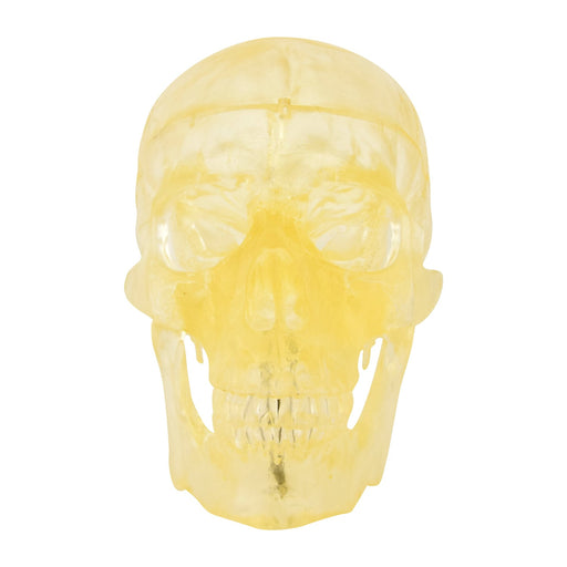 HeineScientific Transparent Skull Model Life-Size