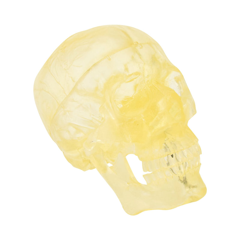 HeineScientific Transparent Skull Model Life-Size