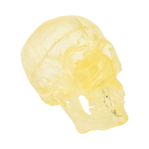 HeineScientific Transparent Skull Model Life-Size
