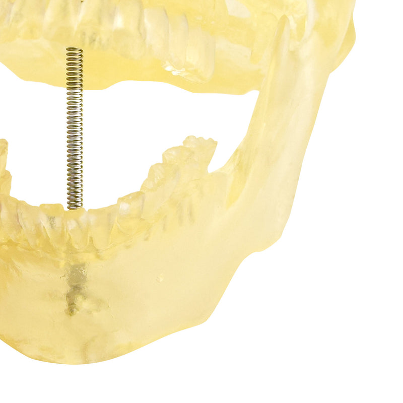 HeineScientific Transparent Skull Model Life-Size