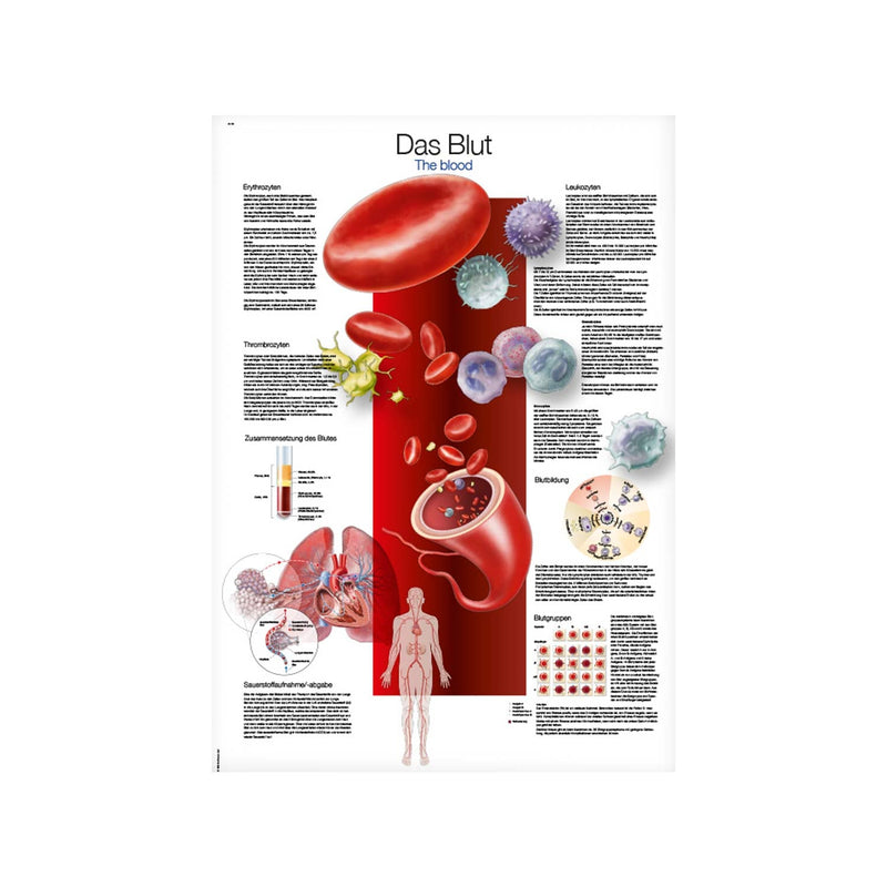Erler-Zimmer Blood Wall Chart