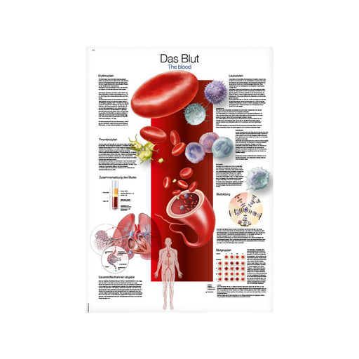 Erler-Zimmer Blood Wall Chart