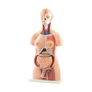 HeineScientific 40-Part Life-Size Torso Model