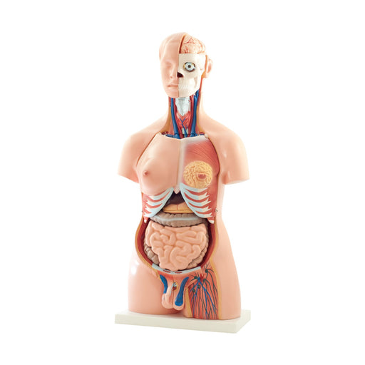 HeineScientific 40-Part Life-Size Torso Model