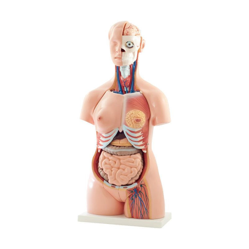 HeineScientific 40-Part Life-Size Torso Model