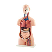 HeineScientific 40-Part Life-Size Torso Model