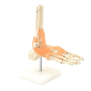 HeineScientific Skeletal Foot Model with Ligaments