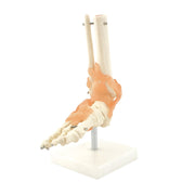 HeineScientific Skeletal Foot Model with Ligaments