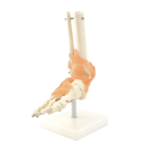 HeineScientific Skeletal Foot Model with Ligaments