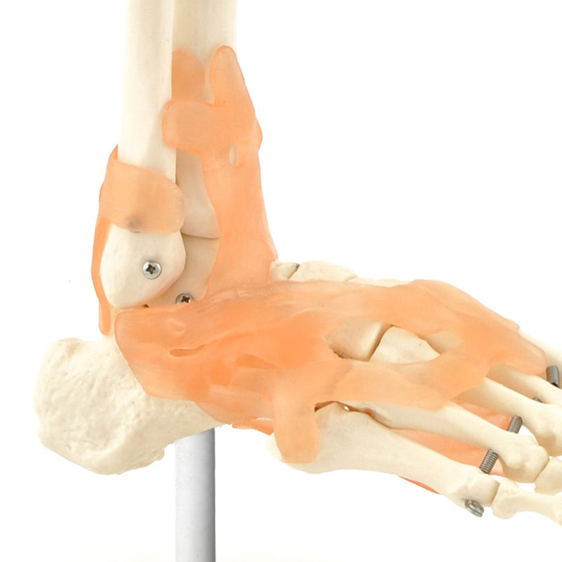 HeineScientific Skeletal Foot Model with Ligaments