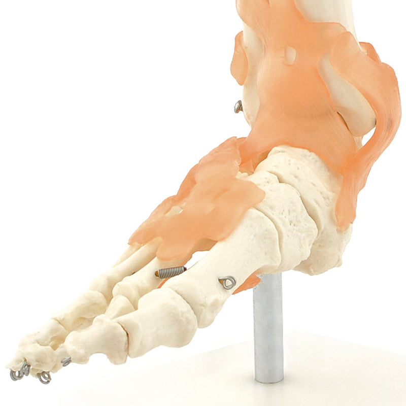 HeineScientific Skeletal Foot Model with Ligaments