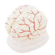 HeineScientific Brain Anatomical Model PVC