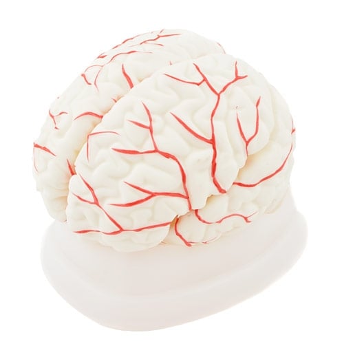 HeineScientific Brain Anatomical Model PVC