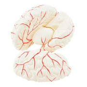 HeineScientific Brain Anatomical Model PVC