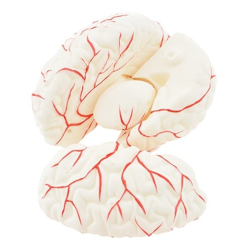 HeineScientific Brain Anatomical Model PVC