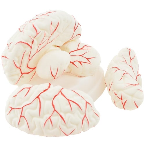HeineScientific Brain Anatomical Model PVC