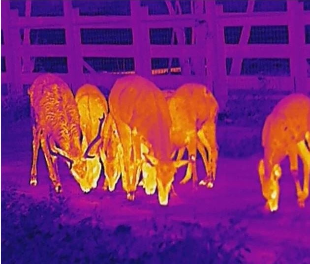Hikmicro Lynx Pro LH15 Thermal Imaging Monocular